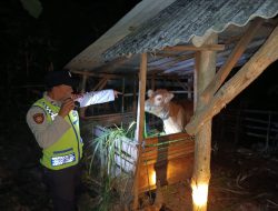 Warga Wonotirto Blitar Gagalkan Aksi Misterius Pencurian Sapi di Tengah Malam