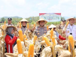 Forkopimda Wonogiri Gelar Panen Raya Jagung Serentak Kuartal III