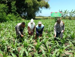 Polsek Balongbendo Dukung Program Ketahanan Pangan Lewat Pekarangan Bergizi