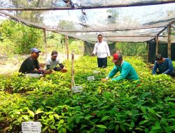 Pastikan Kualitas Bibit Baik dan Siap Tanam, Perhutani KPH Lawu Ds Bersama CDK Wilayah Pacitan Cek Lokasi Persemaian