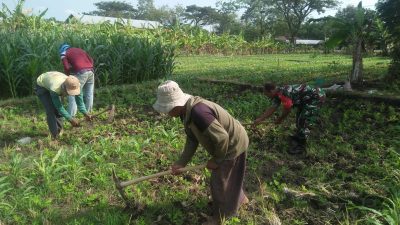 Babinsa Kodim Ponorogo Bantu Petani Rawat Tanaman Jagung