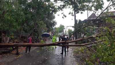 Pohon Tumbang Hadang Jalan, TNI-Polri dan Warga Lakukan Evakuasi