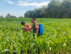 Petani Semprot Hama Tanaman Jagung, Babinsa Kodim Ponorogo Dampingi