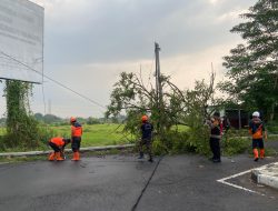 Polsek Tulangan Turun Bareng BPBD dan PLN Evakuasi Pohon Tumbang di Desa Kajeksan