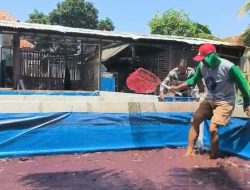 Manfaatkan Lahan Pekarangan, Aiptu Yustar Khamidi Sukses Budidaya Ikan Lele