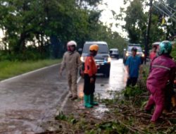 Pohon Tumbang Tutup Jalan Wonogiri–Pacitan, Polsek Nguntoronadi Sigap Evakuasi Hingga Arus Kembali Lancar