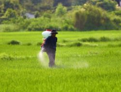 Harga Pupuk Resmi Turun, DKPP Bojonegoro Berharap Bisa Tingkatkan Produksi Pertanian