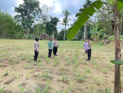 Polsek Eromoko Cek Penanaman Jagung 75 Hektare, Dukung Ketahanan Pangan Nasional