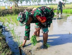 Babinsa Kedungrejo Bojonegoro Bantu Petani  Tanam Padi