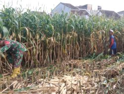 Pendampingan Petani, Babinsa Kodim Ponorogo Bantu Panen Jagung