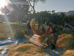 Bantu Panen Padi, Upaya Babinsa Kodim Ponorogo Bantu Tingkatkan Kesejahteraan Petani