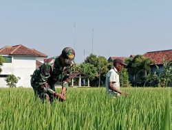 Babinsa Kodim Ponorogo Bantu Petani Rawat Tanaman Padi