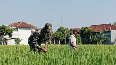 Babinsa Kodim Ponorogo Bantu Petani Rawat Tanaman Padi