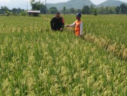 Petani Rawat Tanaman Padi, Babinsa Kodim Ponorogo Dampingi