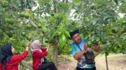 Bertamasya Sambil Petik Buah di Kebun Alpukat Wonocolo Kabupaten Bojonegoro
