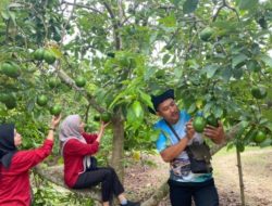 Bertamasya Sambil Petik Buah di Kebun Alpukat Wonocolo Kabupaten Bojonegoro