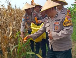 Polsek Tulangan Bersama Petani Gelar Panen Jagung, Perkuat Sinergi dan Pantau Produktivitas Pertanian