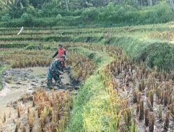 Turut Mencangkul di Sawah, Upaya Babinsa Kodim Ponorogo Sejahterakan Petani