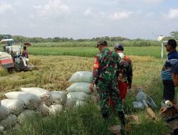 Babinsa Kodim Ponorogo Pendampingan Petani Panen Padi