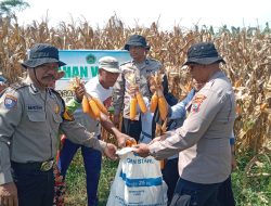 Polsek Balongbendo Panen Jagung Bersama Ponpes Mambaul Ulum
