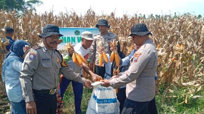 Polsek Balongbendo Panen Jagung Bersama Ponpes Mambaul Ulum