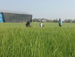 Babinsa Kodim Ponorogo Bantu Petani Pupuk Tanaman Padi