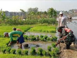 Babinsa Kodim Ponorogo Dampingi Petani Siapkan Bibit Padi