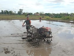 Pendampingan Petani, Babinsa Kodim Ponorogo Bantu Bajak Sawah