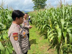 Polri Kawal Ketahanan Pangan, Kapolsek Ngadirojo dan Purwantoro Cek Lahan Jagung Jelang Panen
