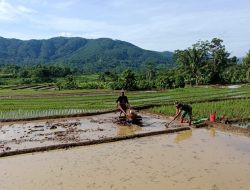 Percepat Proses Tanam, Anggota Kodim Ponorogo Bantu Petani Olah Lahan Sawah