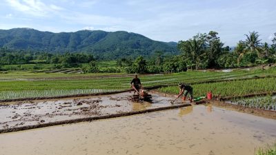 Percepat Proses Tanam, Anggota Kodim Ponorogo Bantu Petani Olah Lahan Sawah
