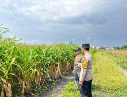 Bhabinkamtibmas Polsek Taman Cek Lahan Jagung dan Berdialog dengan Warga