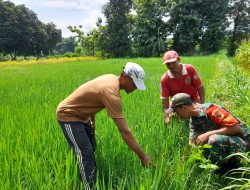 Pendampingan, Babinsa Ponorogo Bantu Petani Pengecekan Hama Tanaman Padi
