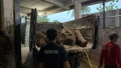 Polres Wonogiri Ungkap Kasus Penebangan Liar Kayu Sonokeling, Dua Tersangka Diamankan
