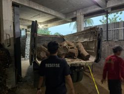 Polres Wonogiri Ungkap Kasus Penebangan Liar Kayu Sonokeling, Dua Tersangka Diamankan