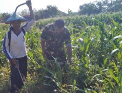 Babinsa Ponorogo Bantu Petani Semprot Hama Tanaman Jagung