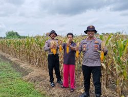 Kapolsek Balongbendo Cek Lahan Jagung Siap Panen di Desa Singkalan