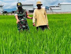 Babinsa Kodim Ponorogo Dampingi Petani Rawat Tanaman Padi