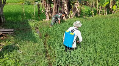 Babinsa Kodim Ponorogo Bantu Petani Semprot Hama Tanaman Padi