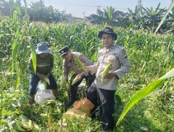 Polsek Porong Bersama Petani Panen Jagung, Dukung Ketahanan Pangan Nasional