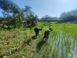 Aktif Pendampingan, Upaya Anggota Kodim Ponorogo Memperkuat Ketahanan Pangan Nasional