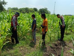 Dorong Swasembada Pangan, Polisi Tinjau Lahan Jagung Siap Panen di Balongbendo