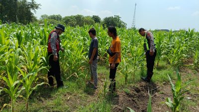Dorong Swasembada Pangan, Polisi Tinjau Lahan Jagung Siap Panen di Balongbendo
