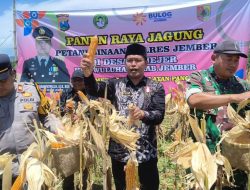 Polsek Wuluhan Lakukan Panen Raya 50 Hektare Tanaman Jagung Kuartal I 2026 di Desa Lojejer