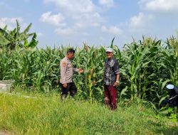 Polsek Tanggulangin Optimalkan Pengelolaan Lahan Jagung Dukung Ketahanan Pangan