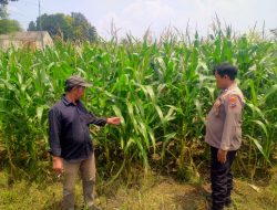 Polresta Sidoarjo Dukung Swasembada Pangan, Bhabinkamtibmas Turun Langsung Cek Lahan Jagung Petani