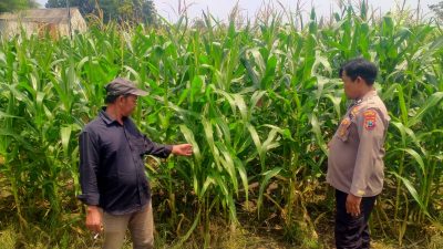 Polresta Sidoarjo Dukung Swasembada Pangan, Bhabinkamtibmas Turun Langsung Cek Lahan Jagung Petani