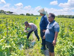 Polresta Sidoarjo Dorong Swasembada Pangan, Lahan Melon di Prambon Siap Panen