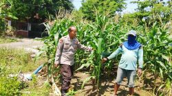 Polsek Prambon Kontrol Lahan Jagung, Antisipasi Dampak Cuaca terhadap Ketahanan Pangan