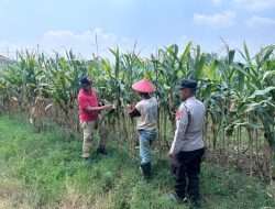 Polsek Prambon Cek Lahan Jagung di Desa Bulang